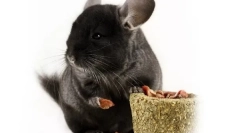 Kule za chinchillas: što se može i ne može dobiti kako napraviti sebe